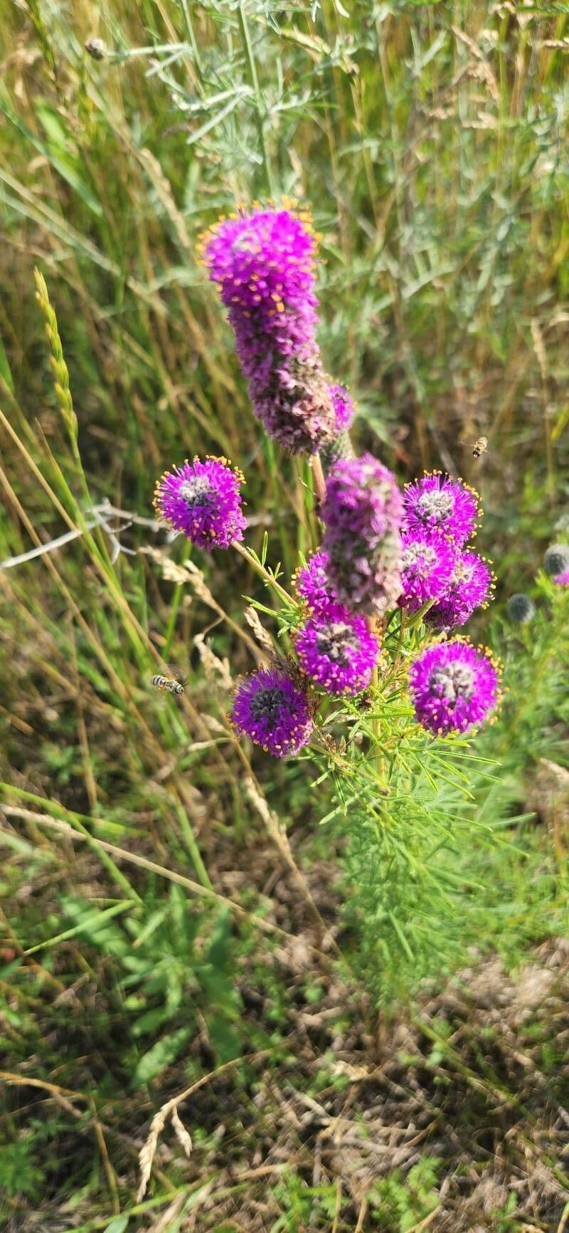 Dalea purpurea 2