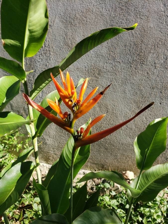 Heliconia