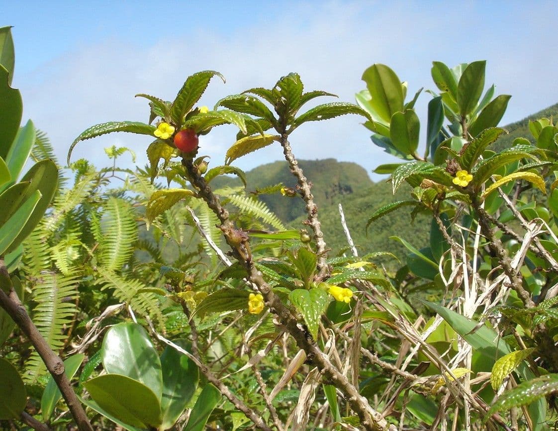 Besleria 6