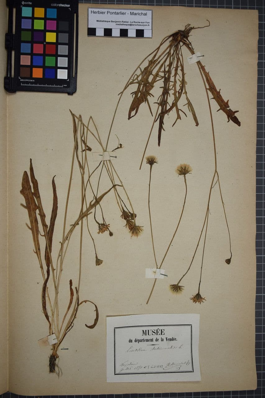 Radicchiella autunnale 29
