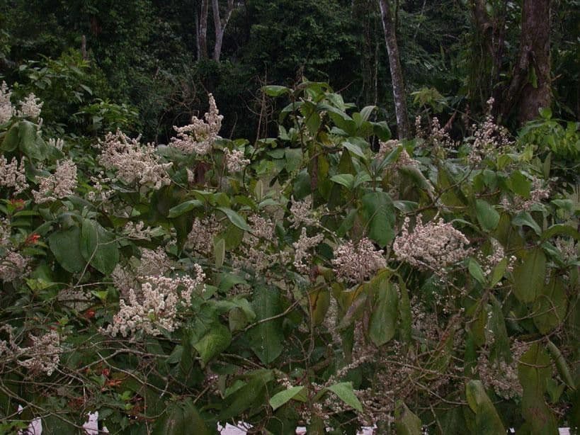 Miconia 12