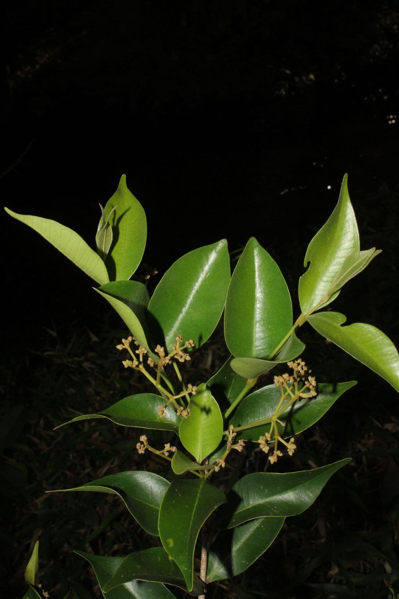 Glänzende Myrcia 11