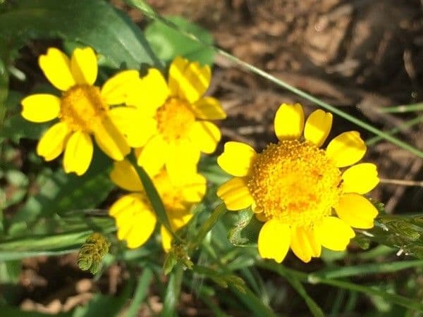 Saat-Wucherblume 6