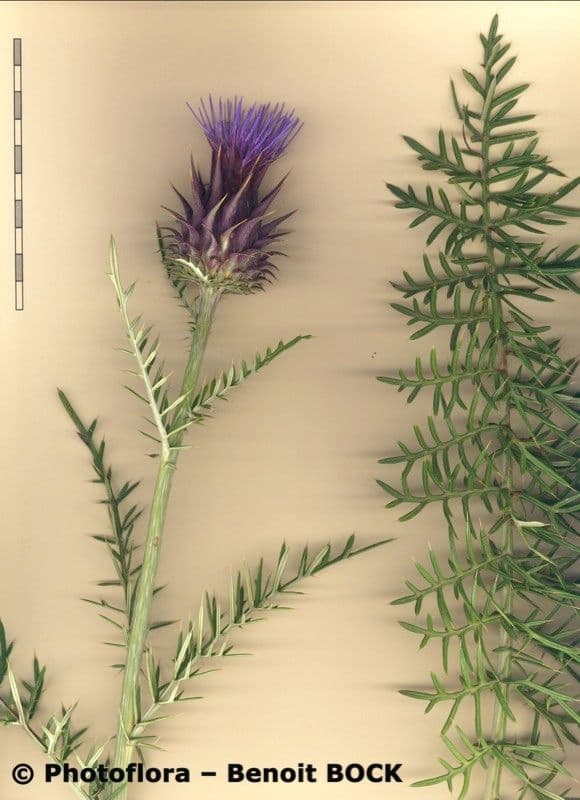 Cynara humilis 26