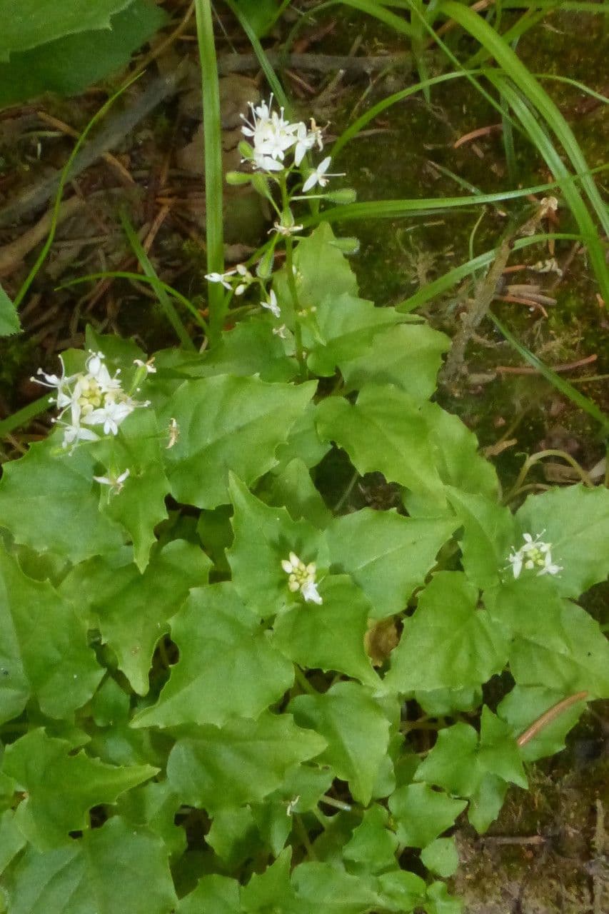 Alpen-Hexenkraut 3