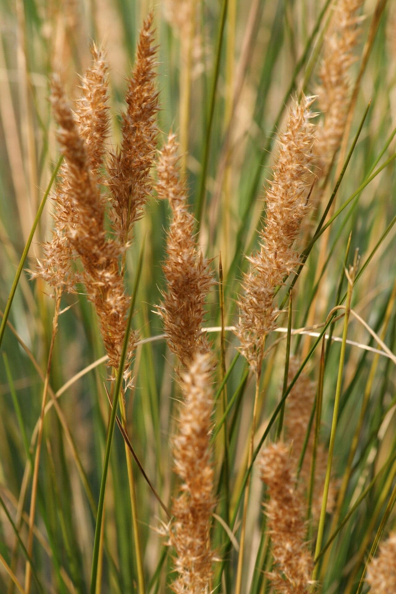 Merxmuellera