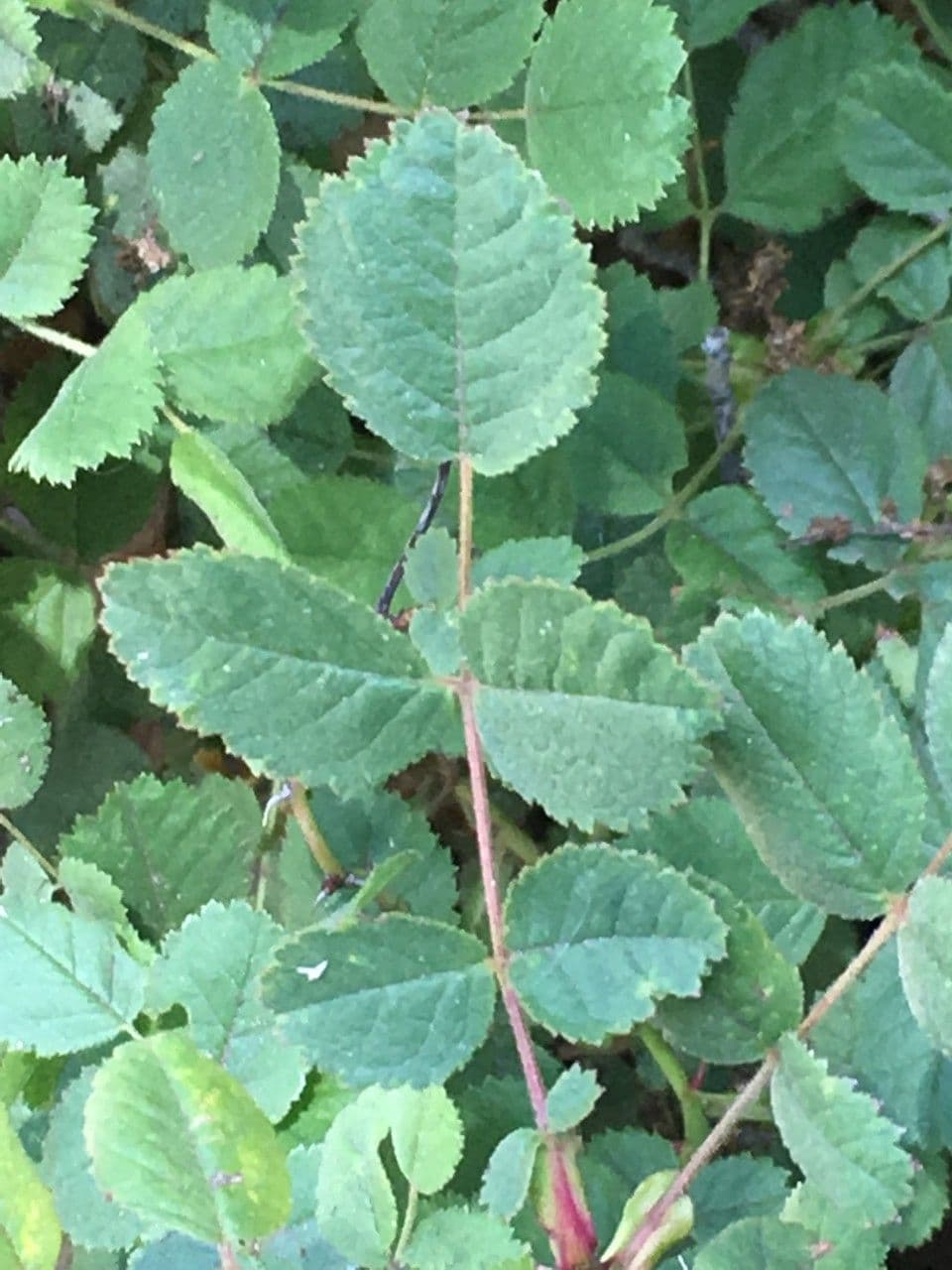 Rosa californiana 4
