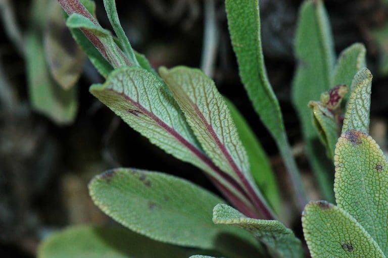 Salvia sonomensis 11