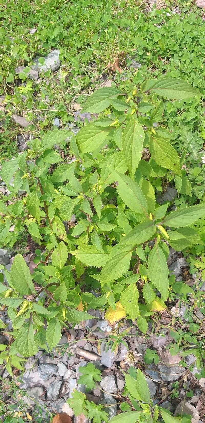 Elsholtzia 10