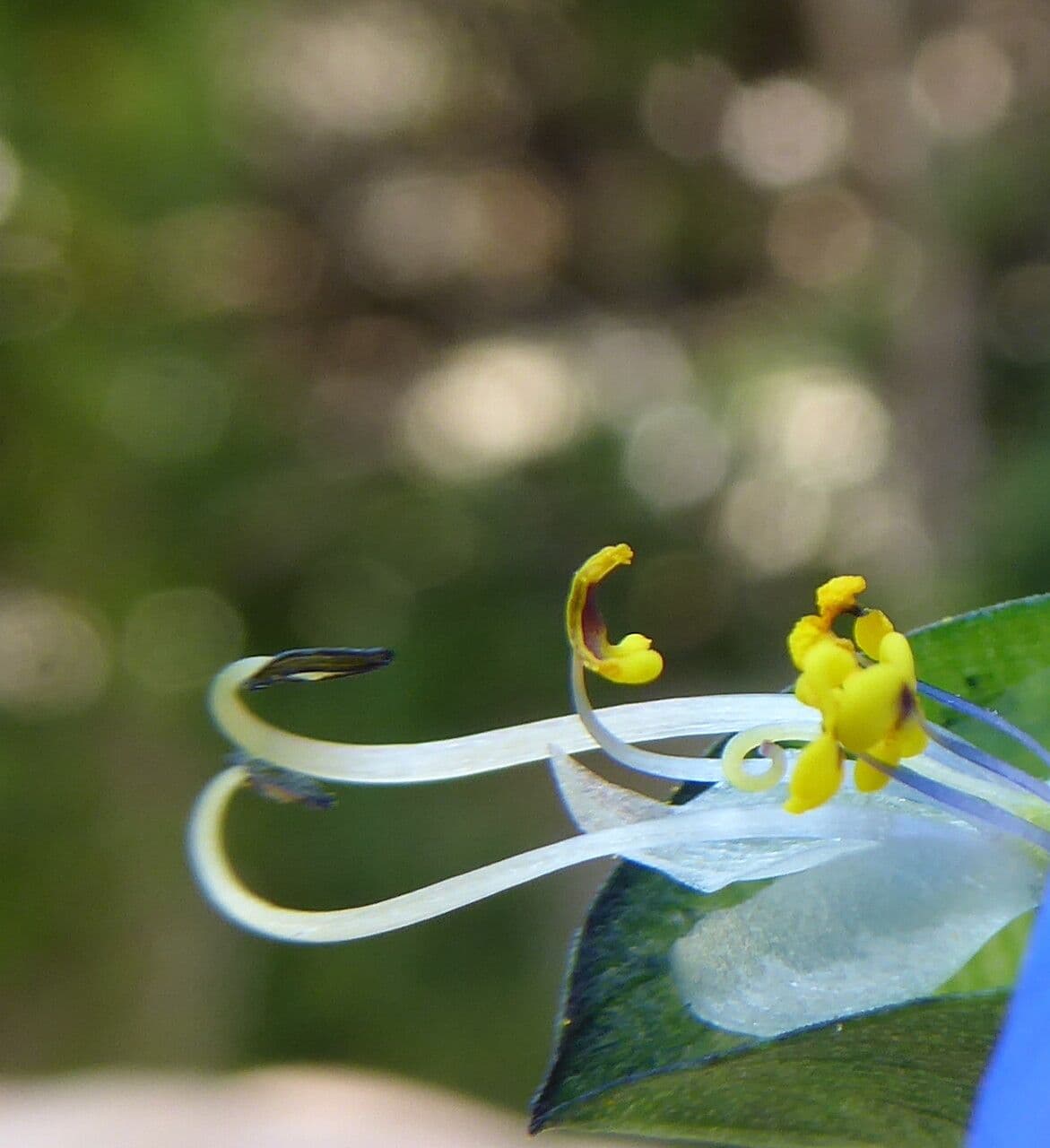 Commelina comune 29
