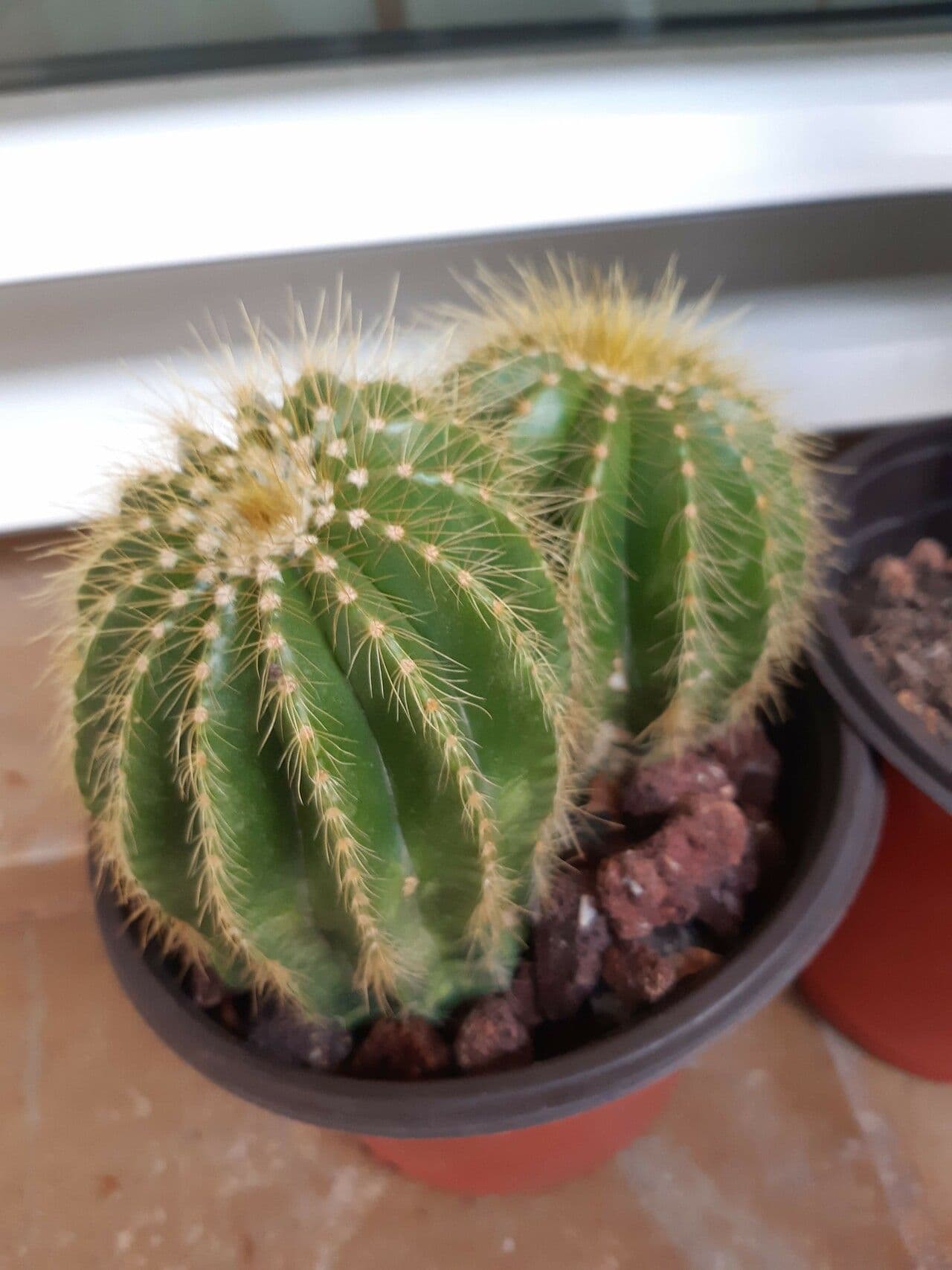 Parodia 22