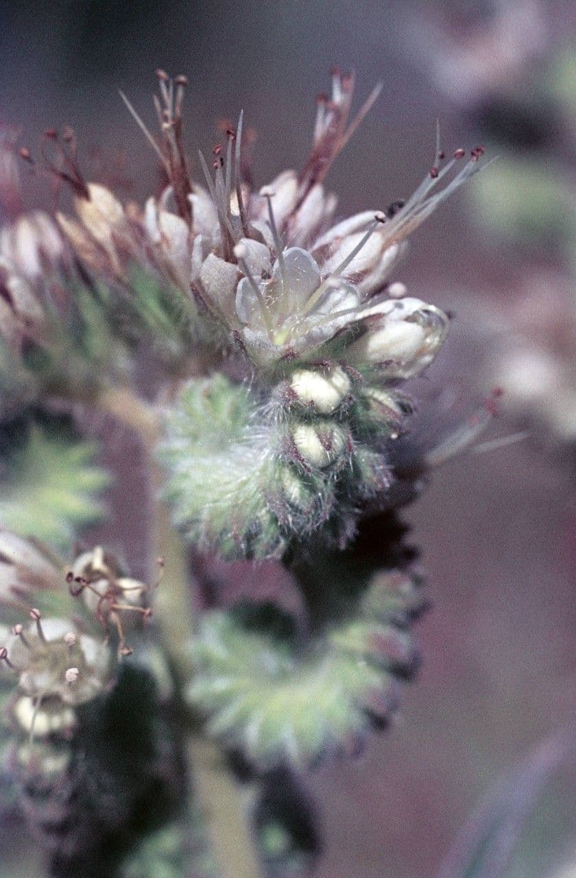 Phacelia 5