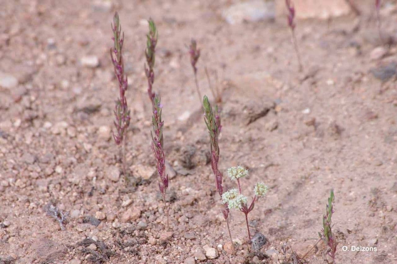 Salcerella timoidea 6