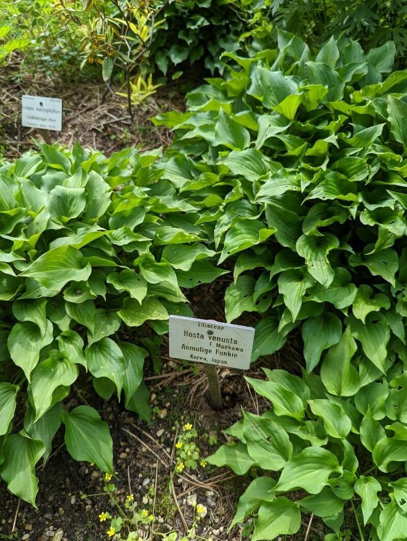Hosta 4