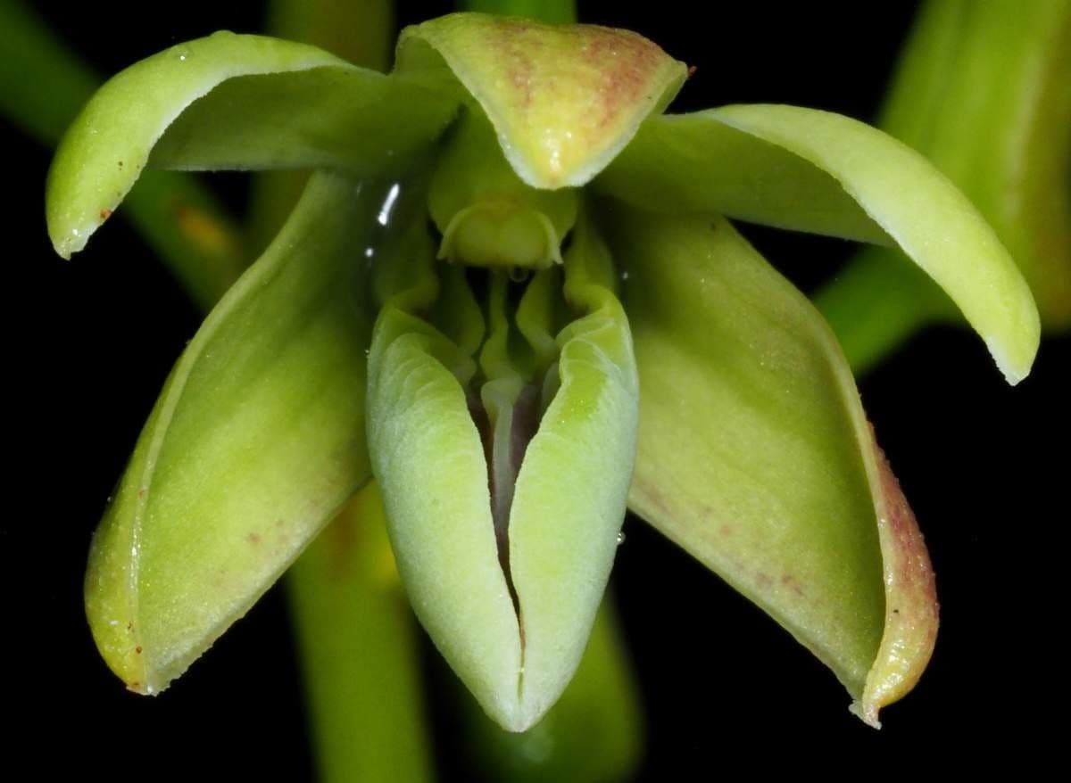 Dendrobium