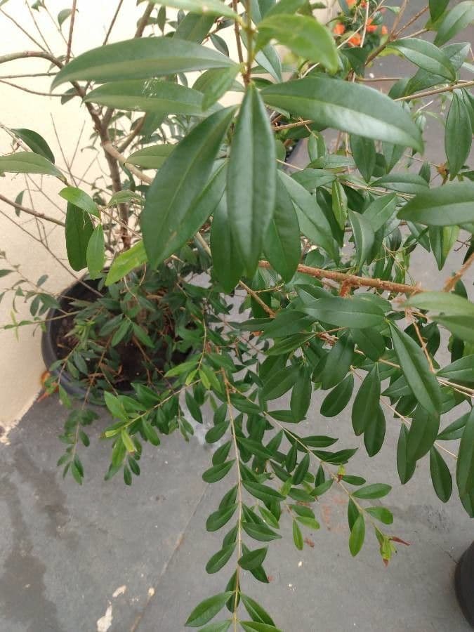 Eugenia 12