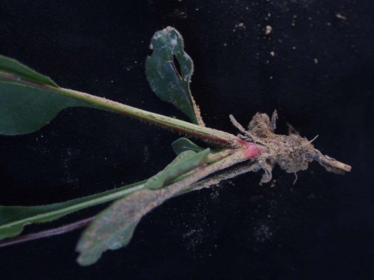 Androsace