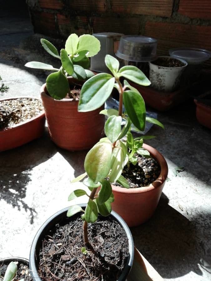 Peperomia 5