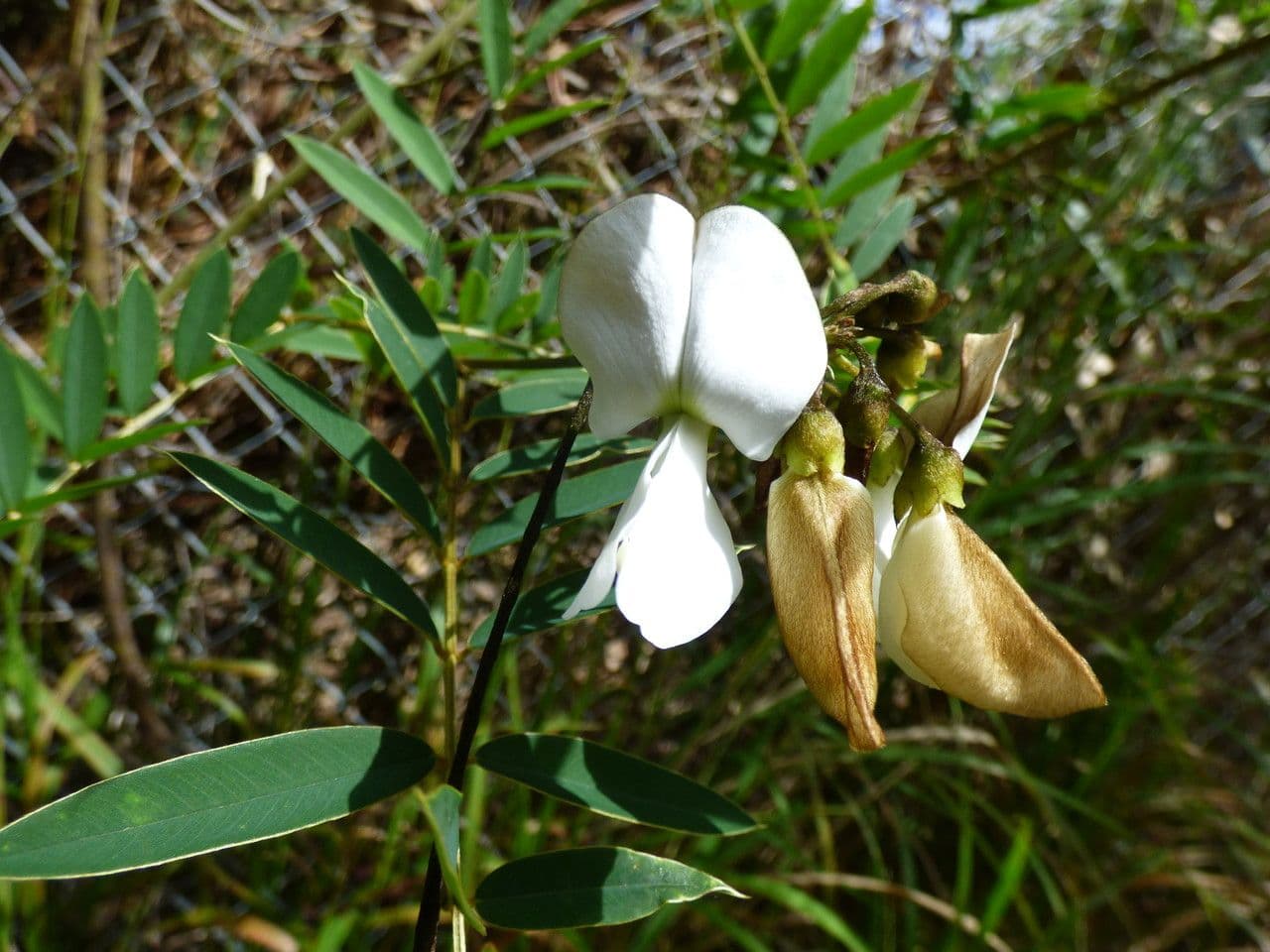 Tephrosia bílá 2