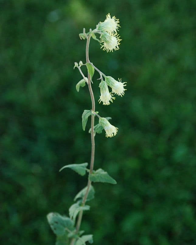 Brickellia grandiflora