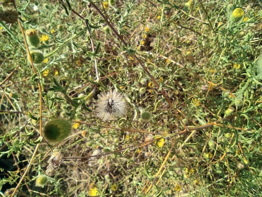 Pulicaria 2