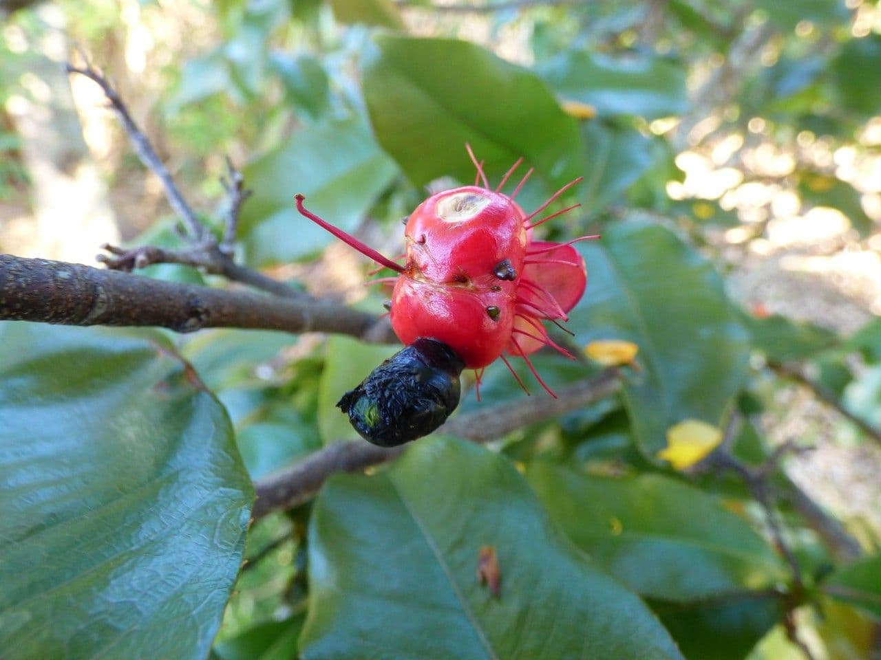 Ochna