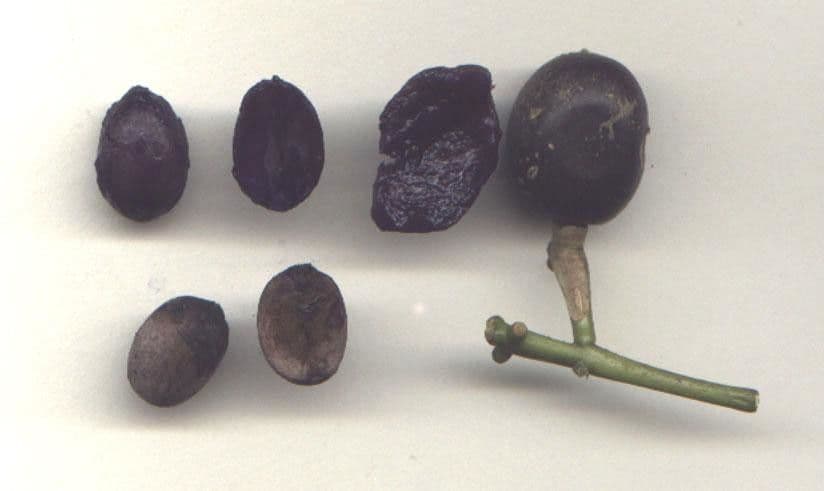 Palicourea 20