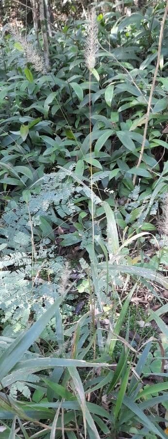 Setaria 8