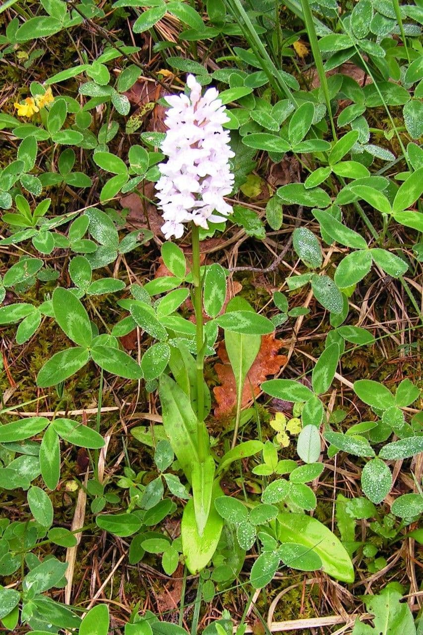 Orchidea macchiata 11