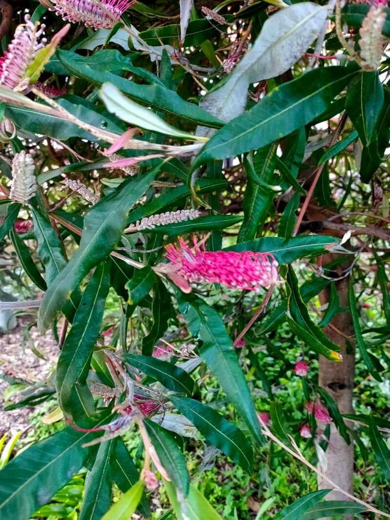 Langblättrige Grevillea 2