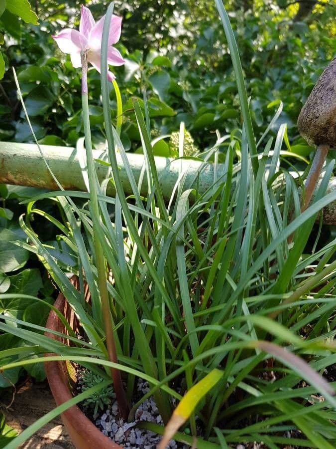 Zephyranthes 12