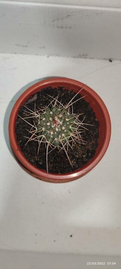 Mammillaria 26