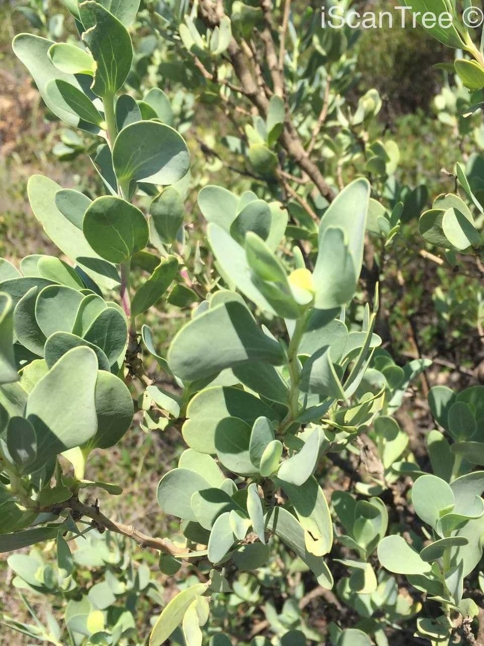 Lopholaena 9