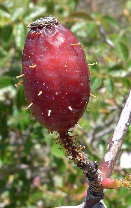 Kleinblütige Rose