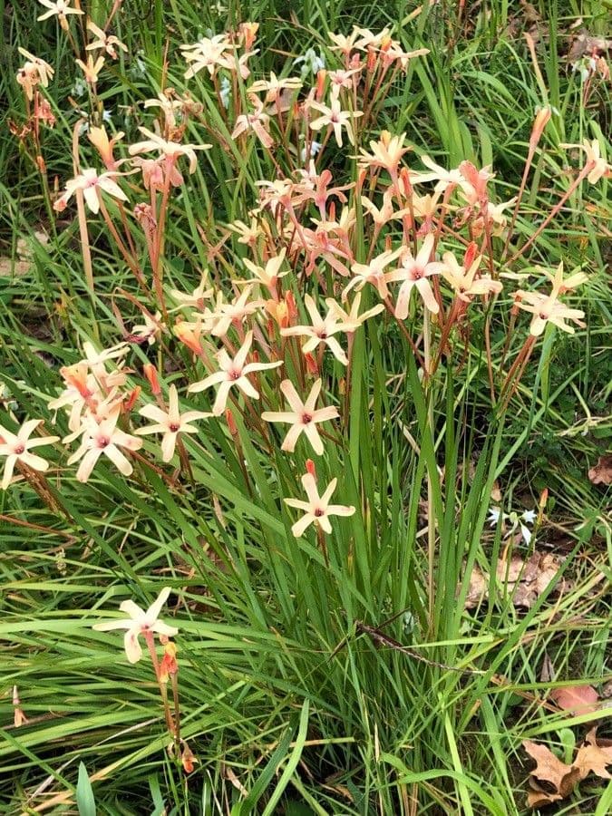 Ixia 8