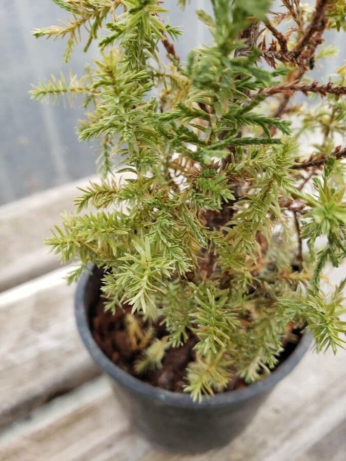 Atlantic white cypress 12