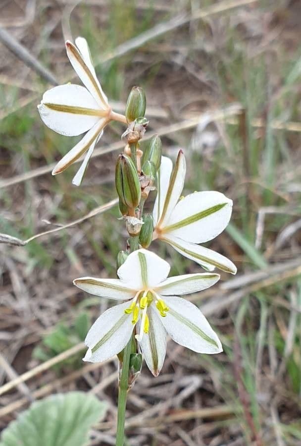 Trachyandra saltii 10