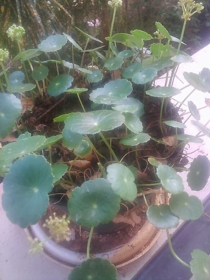 Hydrocotyle bonariensis 19