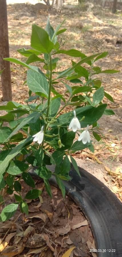 Rhinacanthus 5