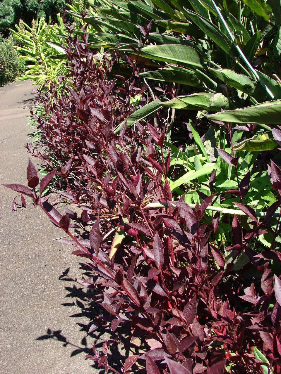 Alternanthera Brasiliana 12
