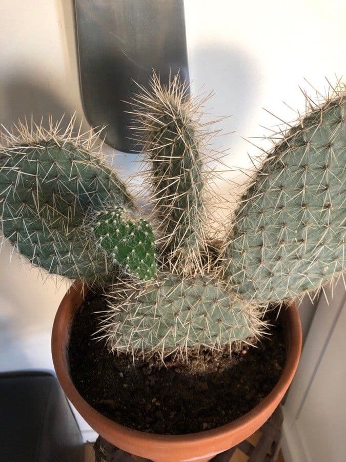 Nopal espinoso 23