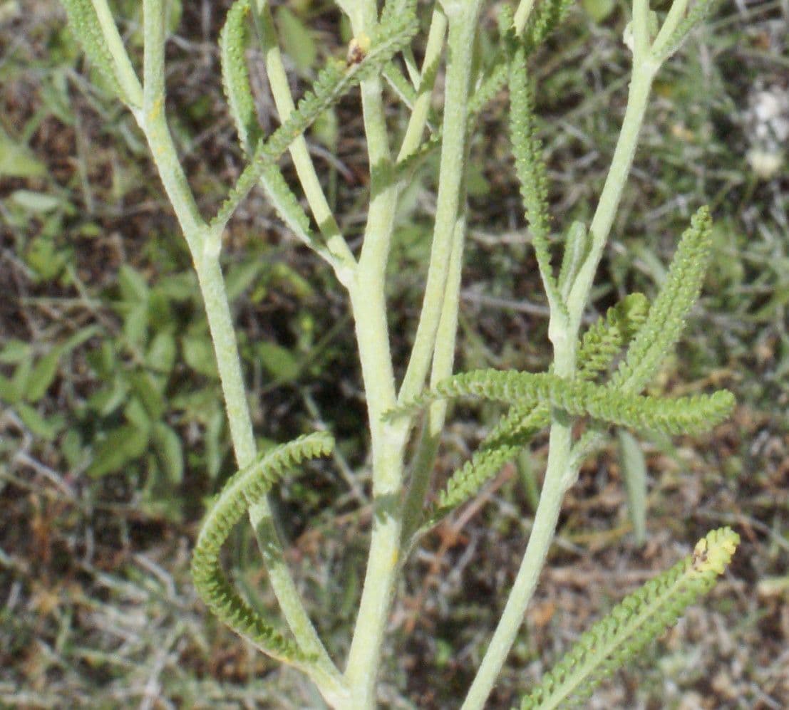 Achillea di Creta 13