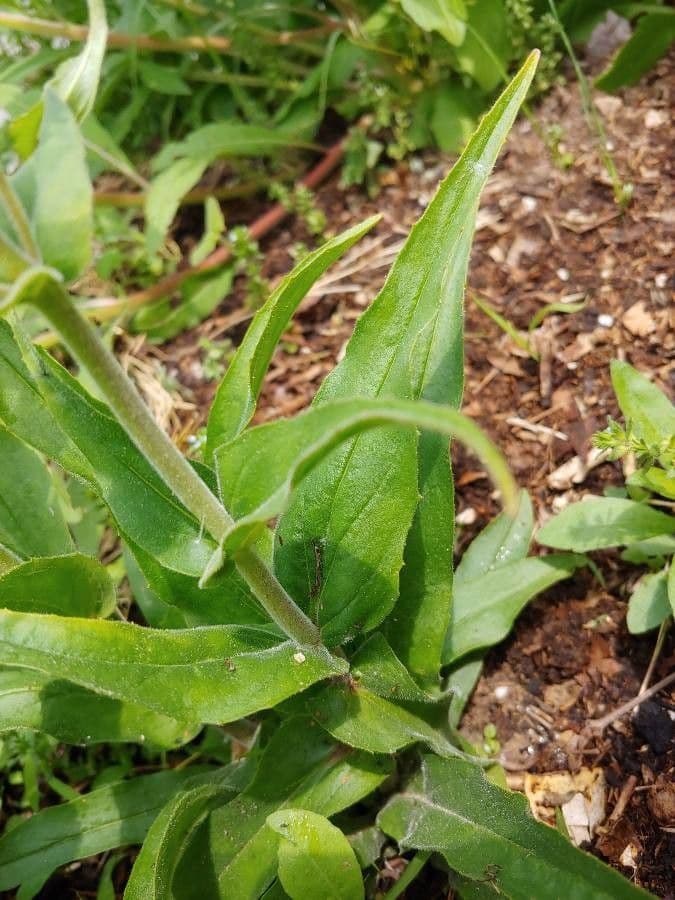 Penstemon pallidus 9