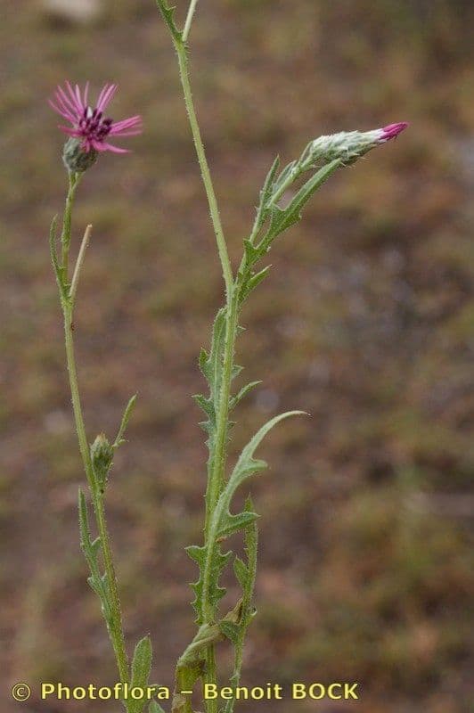 Volutaria tubuliflora 7