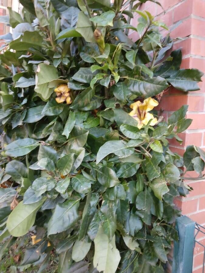 Kelchblume 9
