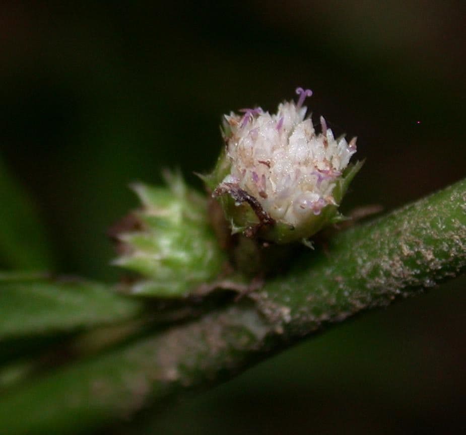 Struchium 7