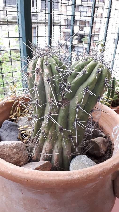 Cactus stuzzicadenti 3