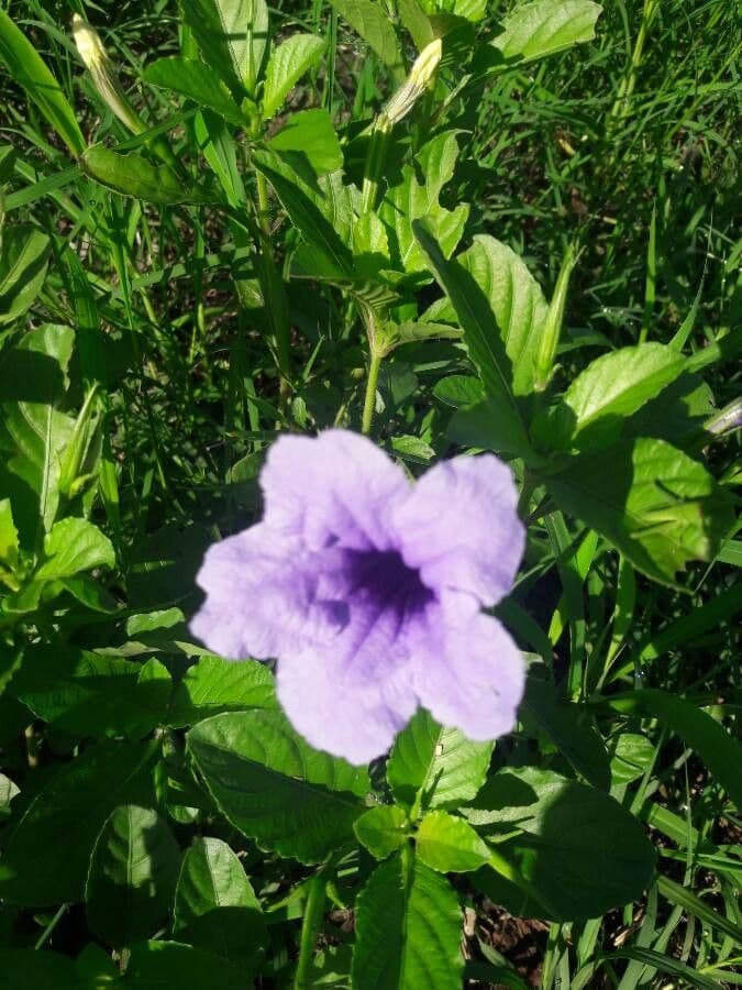 Ruellia tuberoso 7