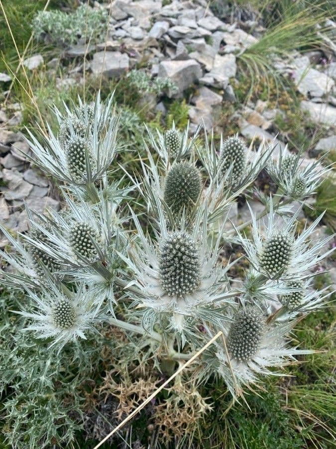 Panicaut blanc 19