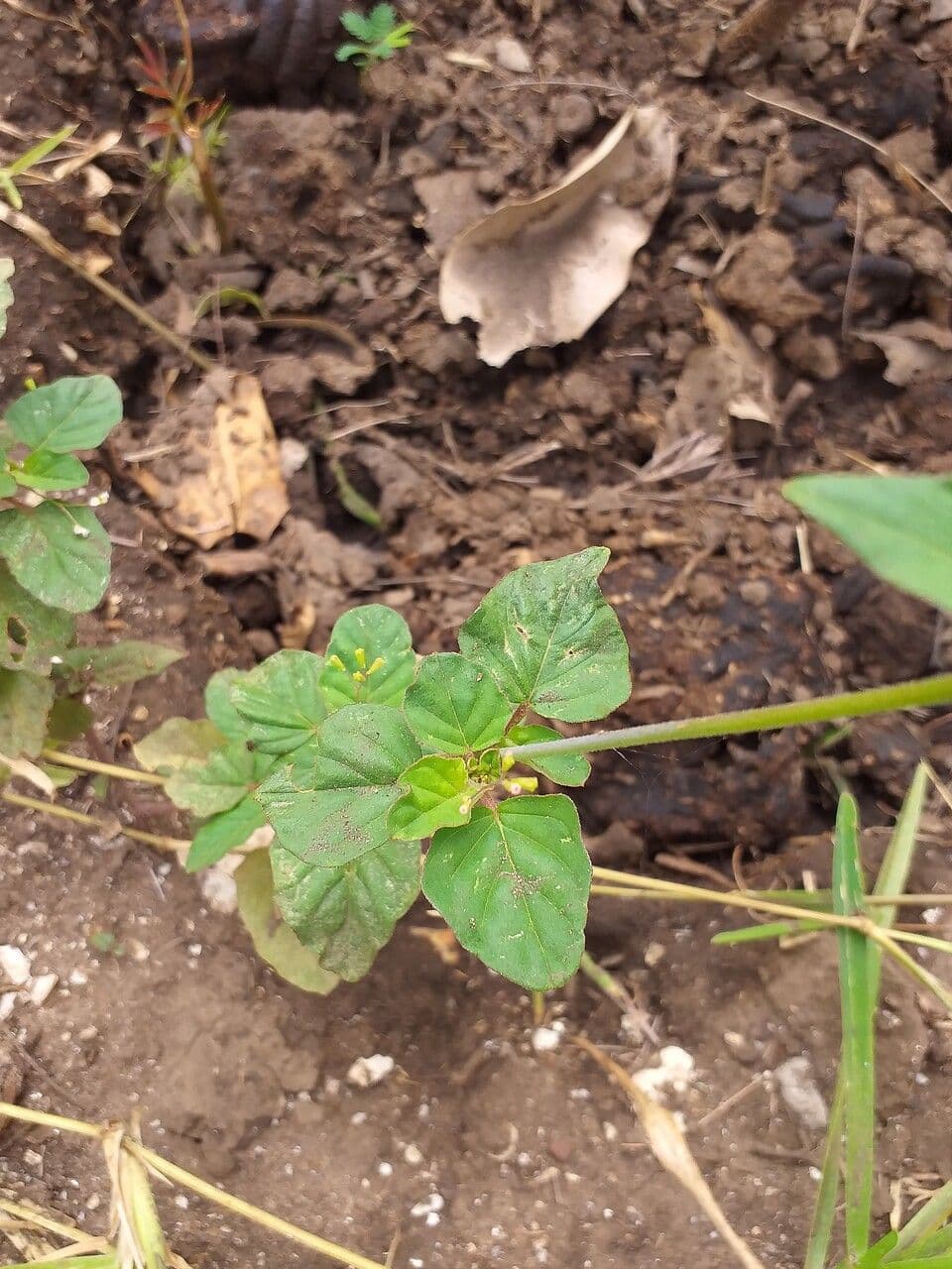 Boerhavia erecta 22